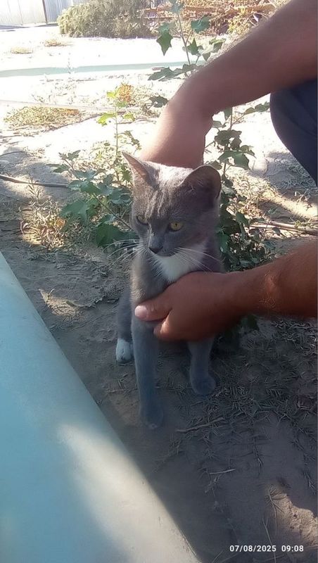Mushuk chiroyli kõk oq shiringina beozor yosh yoshlikdan mehr bn katta