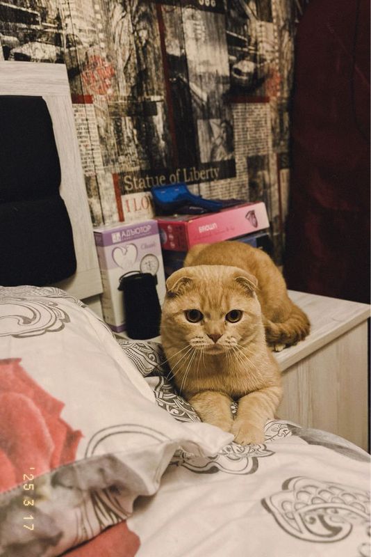 Кот скотиш страйт Кот скотиш страйт