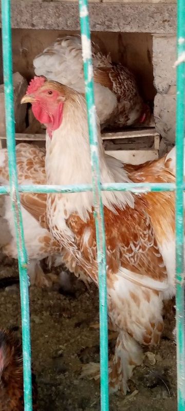 Brama beliy zolota tuxum joʻjasi bor Brama beliy zolota tuxum joʻjasi bor