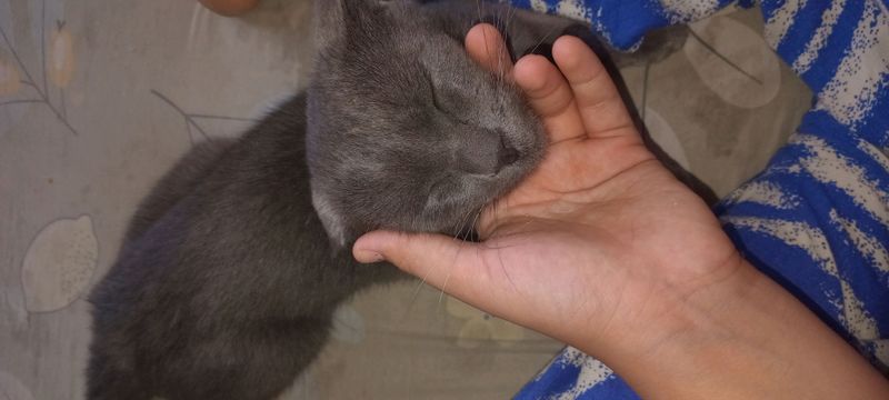 mushuk zotli mushuk zotli