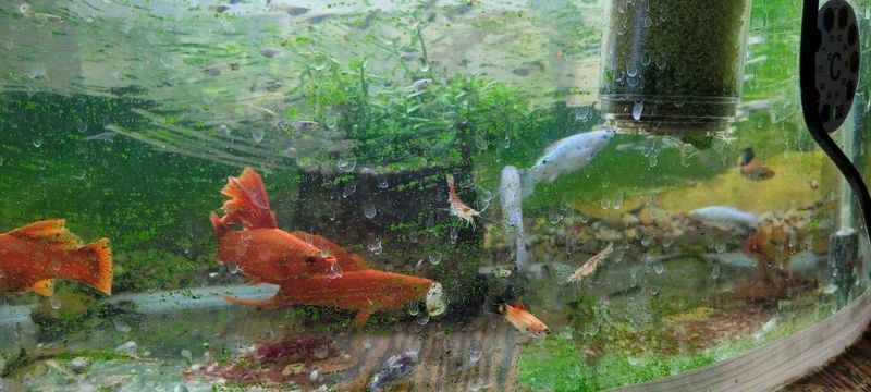 Меченосцы флаговые и брокли мальки 3,4 см Меченосцы флаговые и брокли мальки 3,4 см