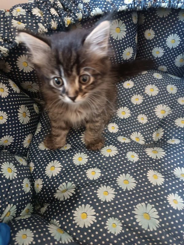 Котёнок в добрые руки! Котёнок в добрые руки!