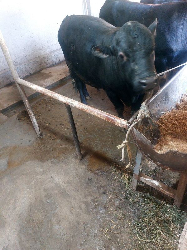 Angus sotiladi 31 mil Angus sotiladi 31 mil