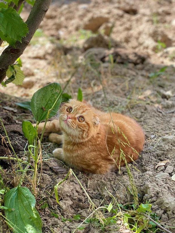 Кошка Шотландский порода