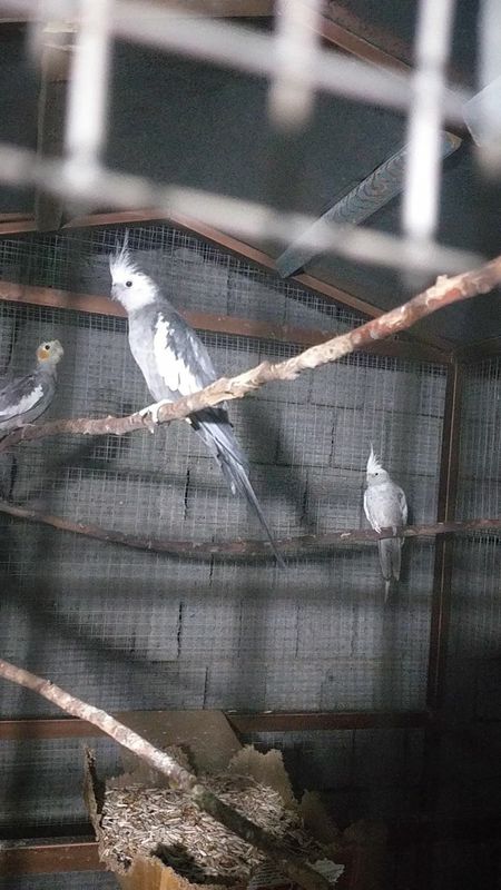 Активные птицы кареллы