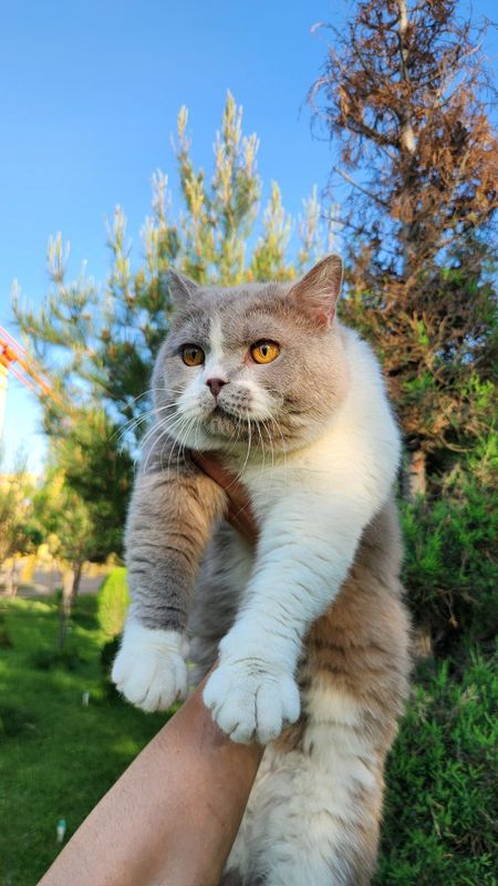Кошка Британский Кошка Британский