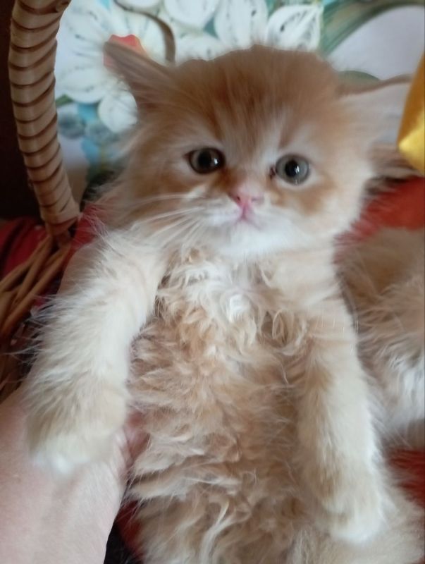 рыжие котята 2 мес. Девочки