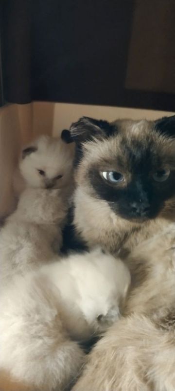 Котята. сиамские чистопородистые