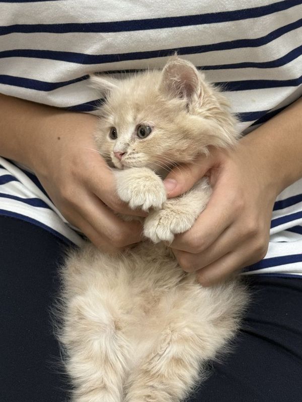 Сибирские котята чистой породы Сибирские котята чистой породы