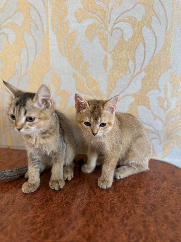 Котята Котята
