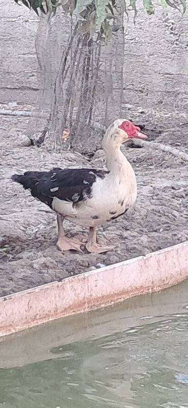 Ordaklar parasi blan Ordaklar parasi blan