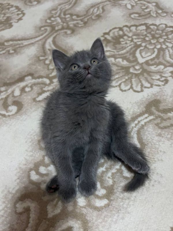 Скоттиш страйттт Скоттиш страйттт