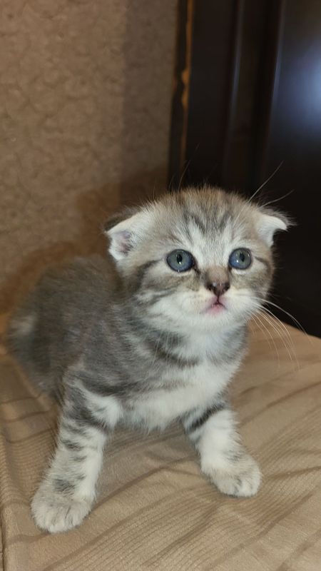 Скоттиш фолд и скоттиш страйт котята Скоттиш фолд и скоттиш страйт котята