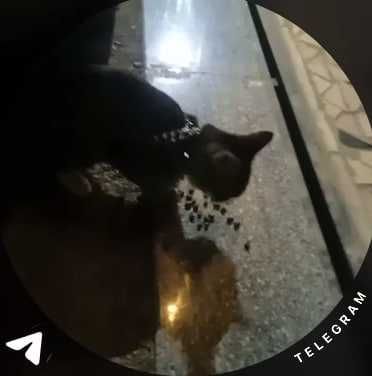 Котенок в добрые руки Котенок в добрые руки