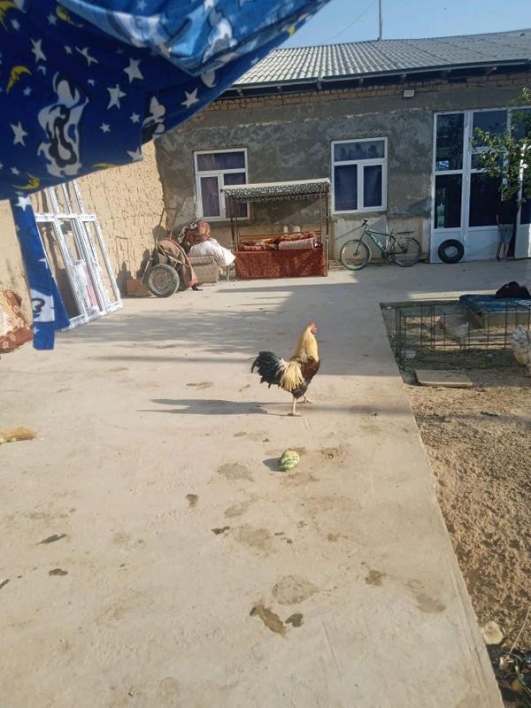 janggari xõroz