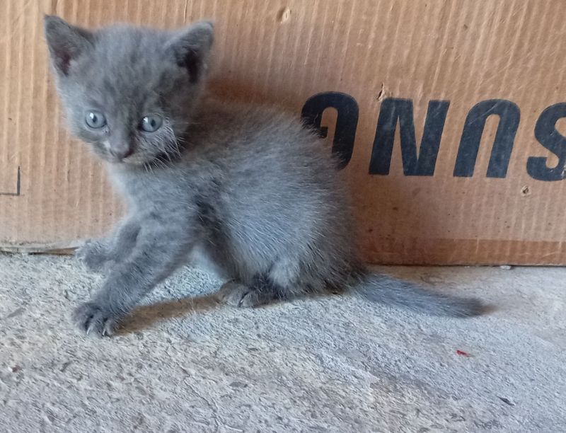 Zoti shatlanskiy, akot. Foldkoshka tusi tigrovi