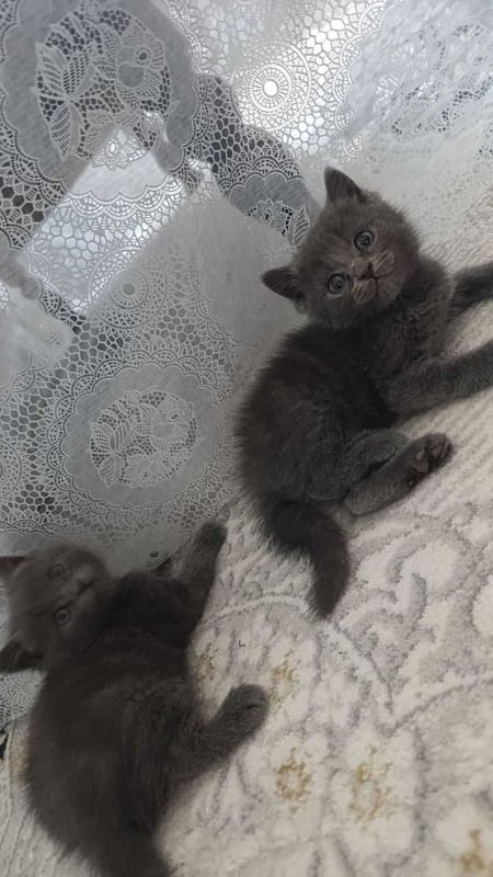 Продаются чистокровные котята Продаются чистокровные котята