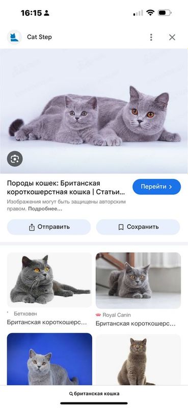 Британская породистая Британская породистая