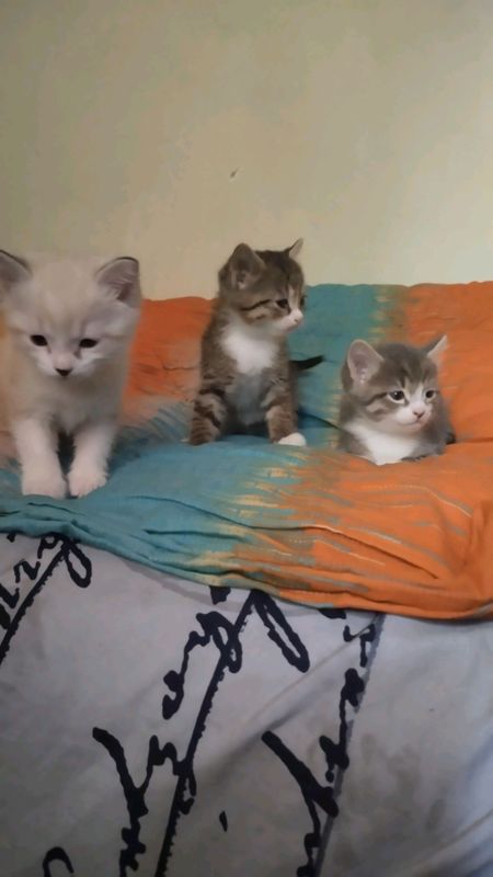 продам котят в добрые руки продам котят в добрые руки