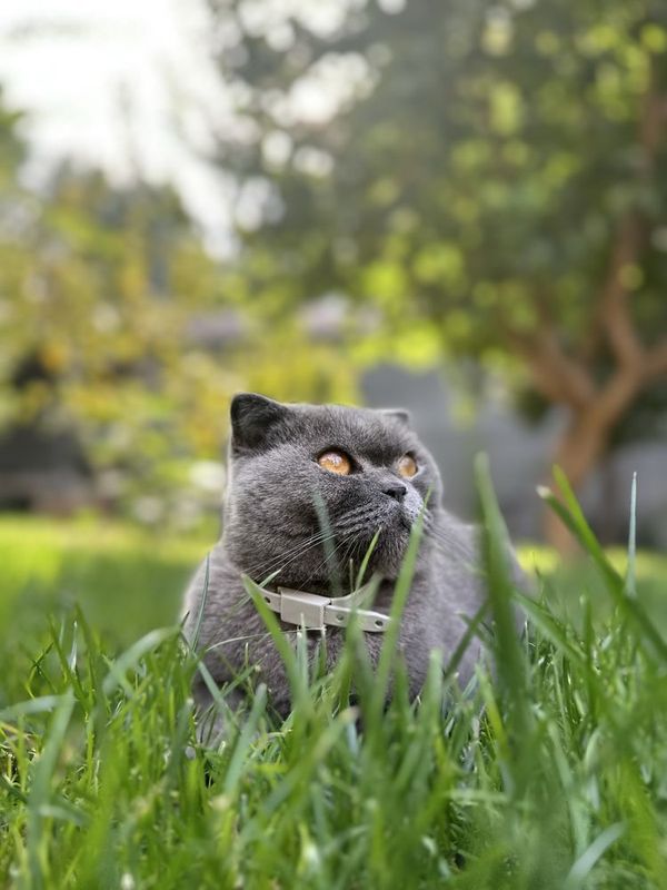 Кошка скотч фолд Кошка скотч фолд