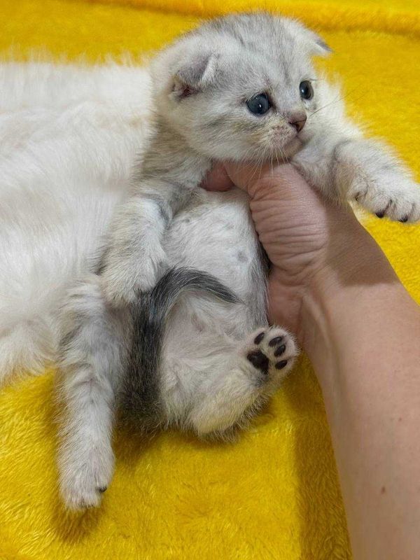 шотландские Шиншиллы шотландские Шиншиллы