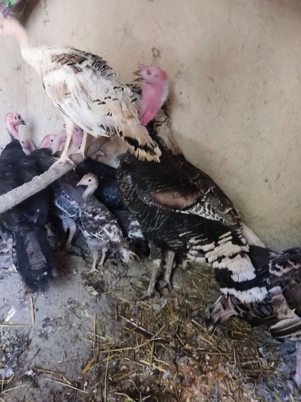 Kurkalar sotiladi onasi bolasi va Nari