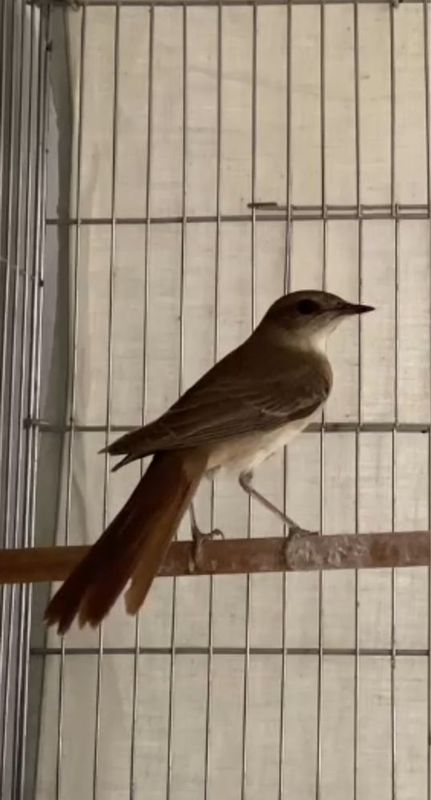 Hofiz bulbul bor boqilgan sayrodigi Хофиз булбул бор бокилган сайродиг Hofiz bulbul bor boqilgan sayrodigi Хофиз булбул бор бокилган сайродиг