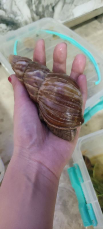 Gigant ulitkalar Gigant ulitkalar