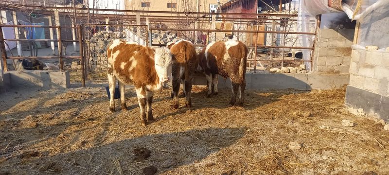 Simmental mollar sotiladi