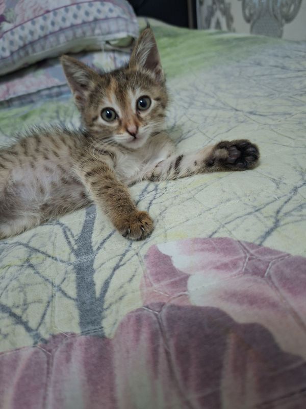 Котёнок хорошие руки Котёнок хорошие руки