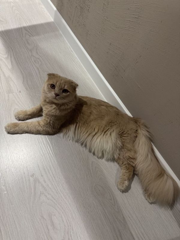 Кот на вязку висло ухий