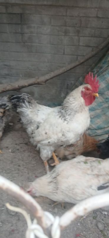 Joja xorozla yoshiga to'lmagan Joja xorozla yoshiga to'lmagan