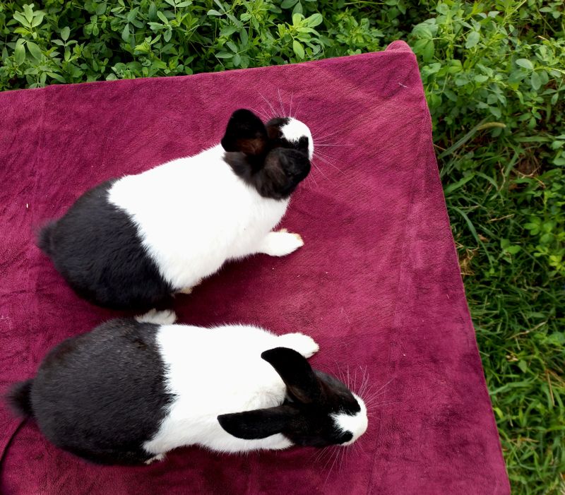 panda zotli quyonlar panda zotli quyonlar