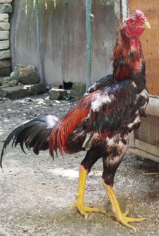 Зоти Корея хуроз Зоти Корея хуроз