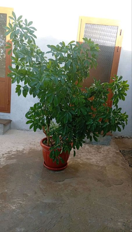 gul sotiladi gul sotiladi