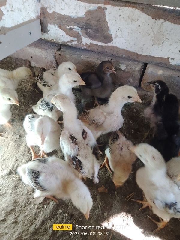Kulangi jujalari sotiladi Kulangi jujalari sotiladi