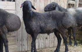 Qurbon hayitga quy mol suyish xizmati Qurbon hayitga quy mol suyish xizmati
