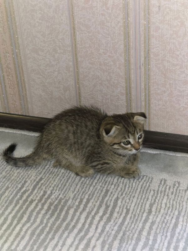 Scottish fold 2 oylik o'g'il bola