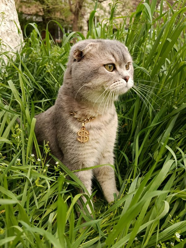 Вязка кота