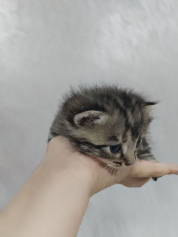 Продаётся котенок Продаётся котенок