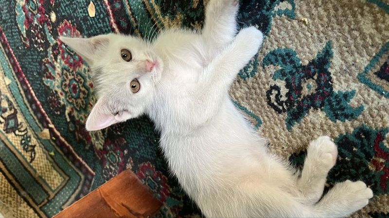 Kichkina 2oylik mushukchalar sotiladi 2ta seriy 1ta oq rangli mushuk Kichkina 2oylik mushukchalar sotiladi 2ta seriy 1ta oq rangli mushuk