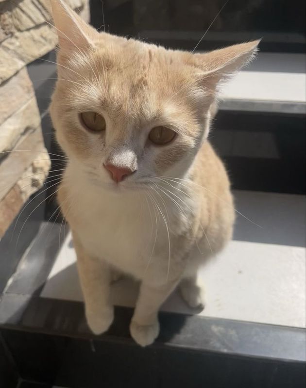 Кошка бежевая с котёнком рыжый Кошка бежевая с котёнком рыжый