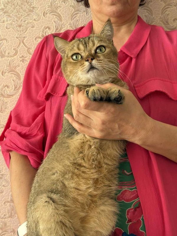 Золотая шиншилла! Золотая шиншилла!