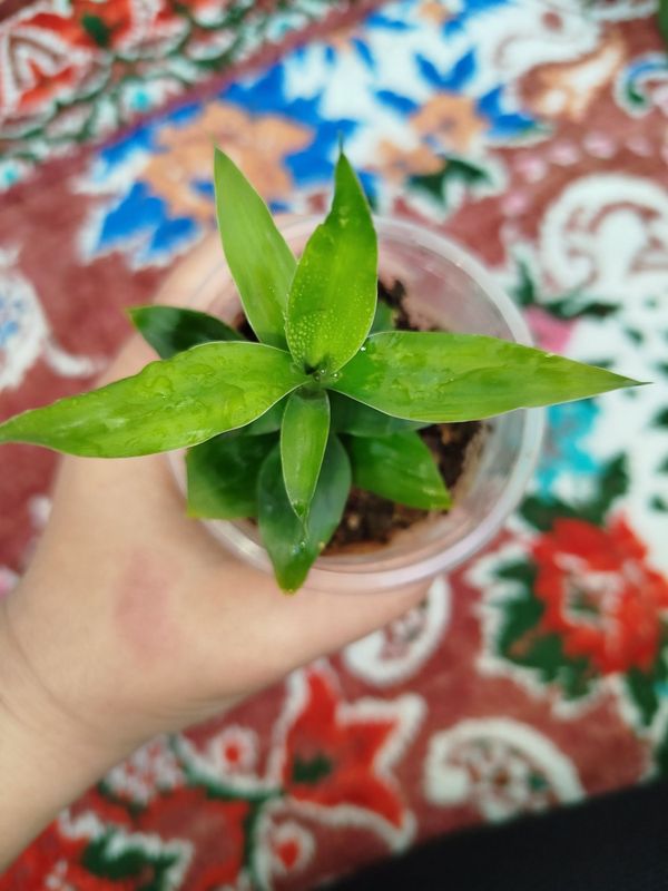 Bambuk detkasi бамбук Bambuk detkasi бамбук