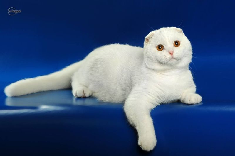 Продойотся девочка фолд скотиш Продойотся девочка фолд скотиш