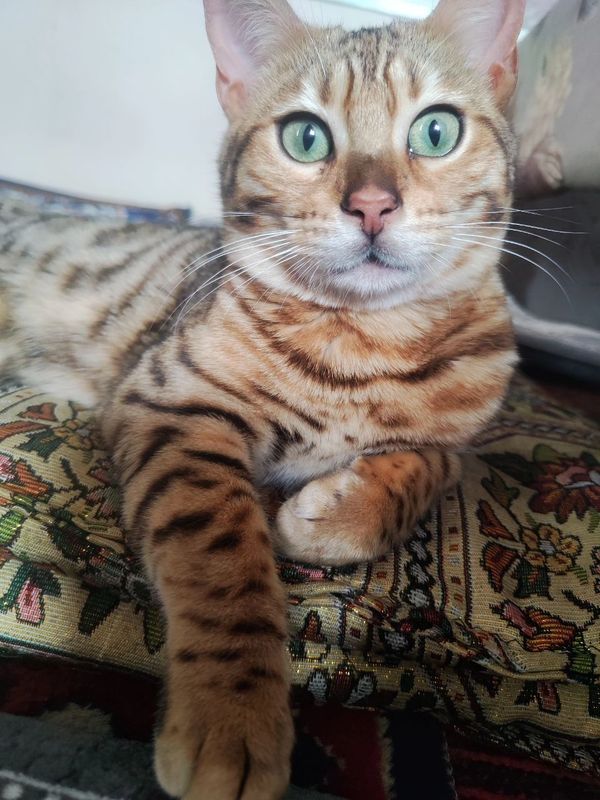 Bengal mushugi sotiladi Bengal mushugi sotiladi