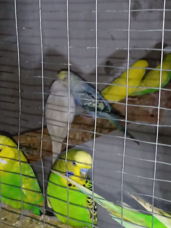 Papugay sotiladi Papugay sotiladi