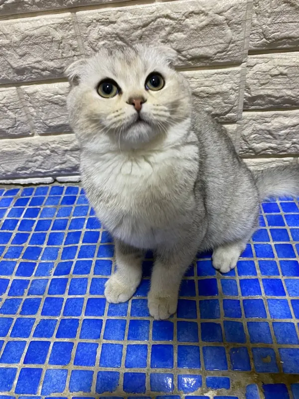 Серебристая веслаухие Серебристая веслаухие