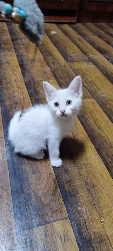 Oppoq angora 2,5 oylik