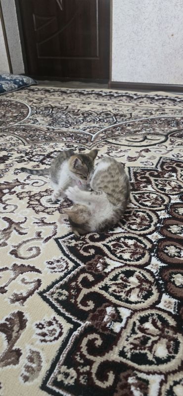 Отдам котят даром. Отдам котят даром.